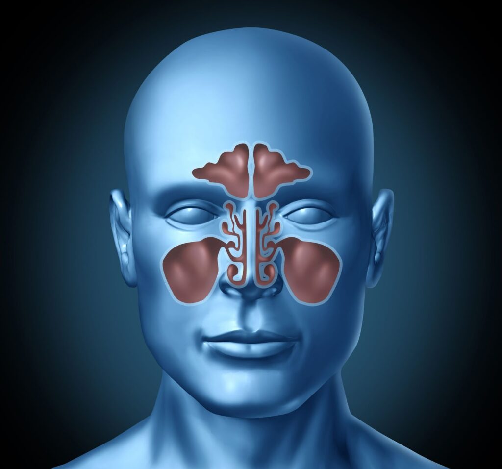副鼻腔の部位