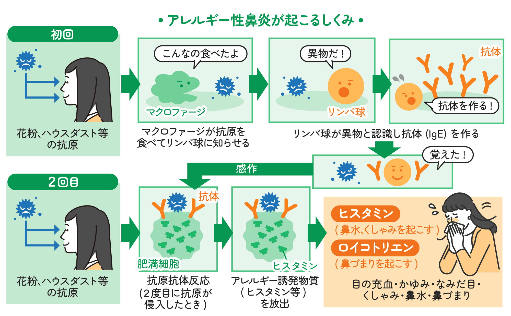 アレルギー性鼻炎・花粉症とは